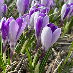 Crocus White Shark