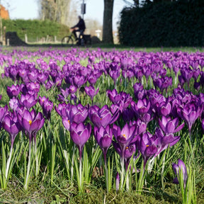 Crocus Ruby Giant | Purple crocuses in nature