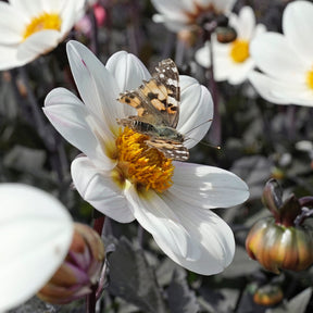 Dahlia Dahlegria White