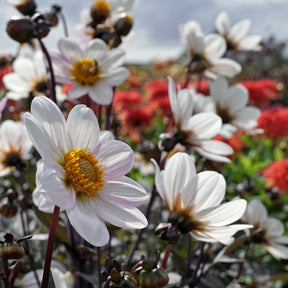 Dahlia Dahlegria White