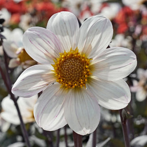 Dahlia Dahlegria White