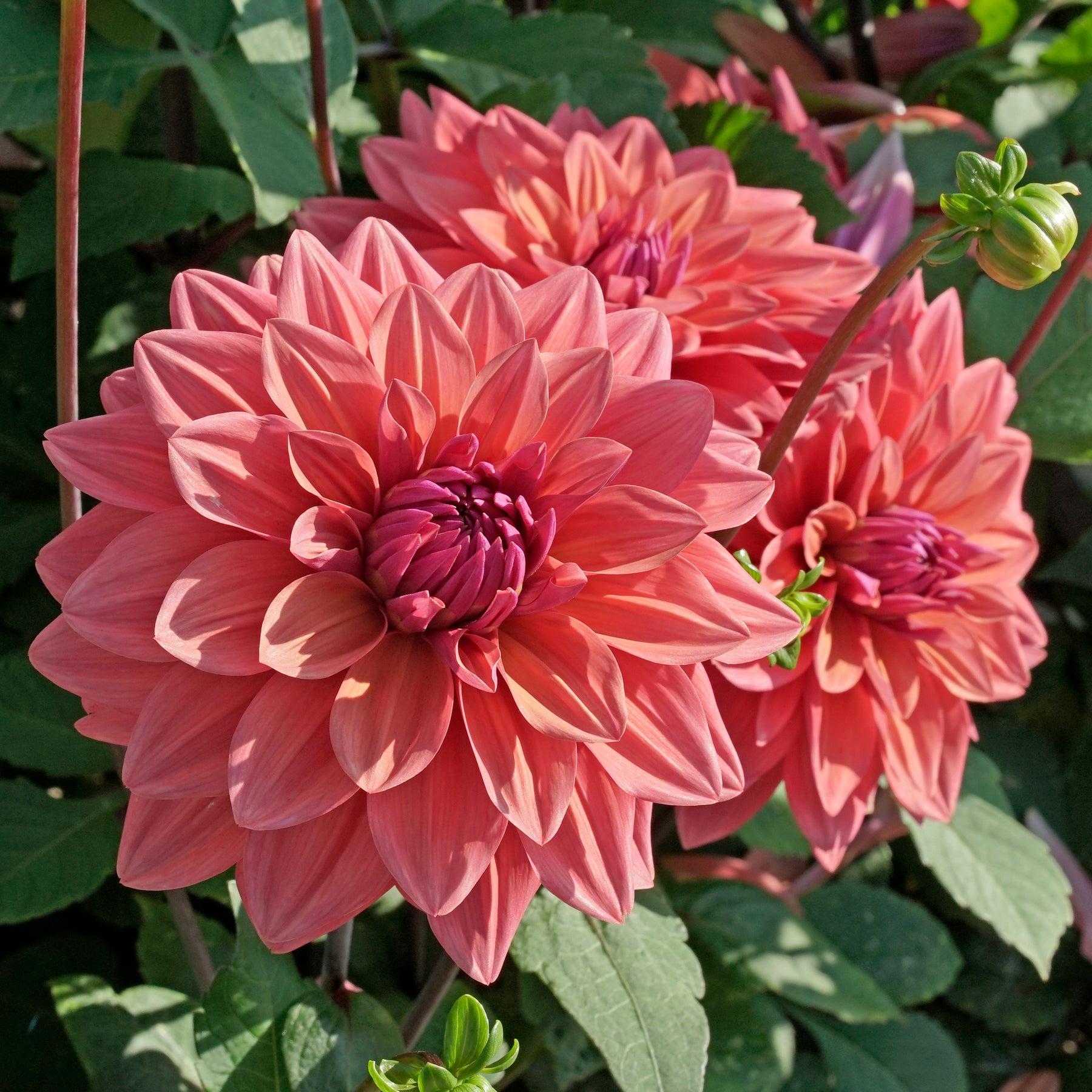 Dahlia American Dawn