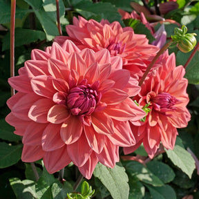 Dahlia American Dawn