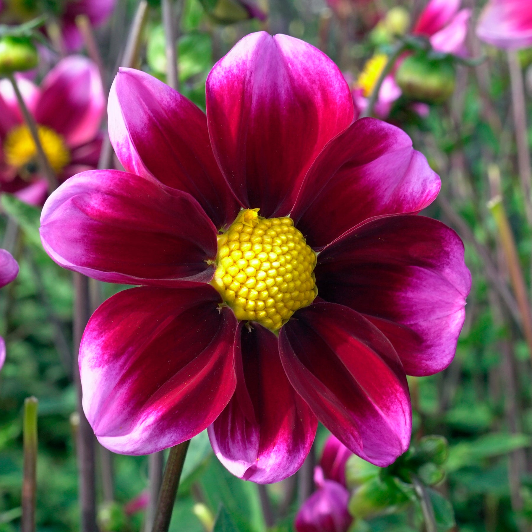 Dahlia Bashful