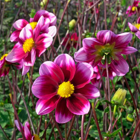 Dahlia Bashful