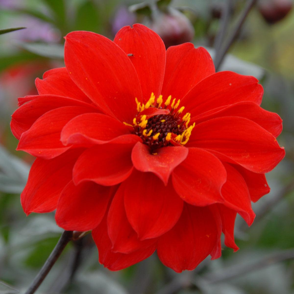 Dahlia Bishop of Llandaff