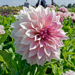 Dahlia Café au Lait Royal