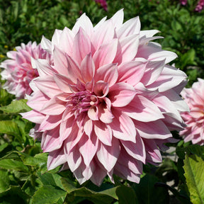 Dahlia Café au Lait Royal