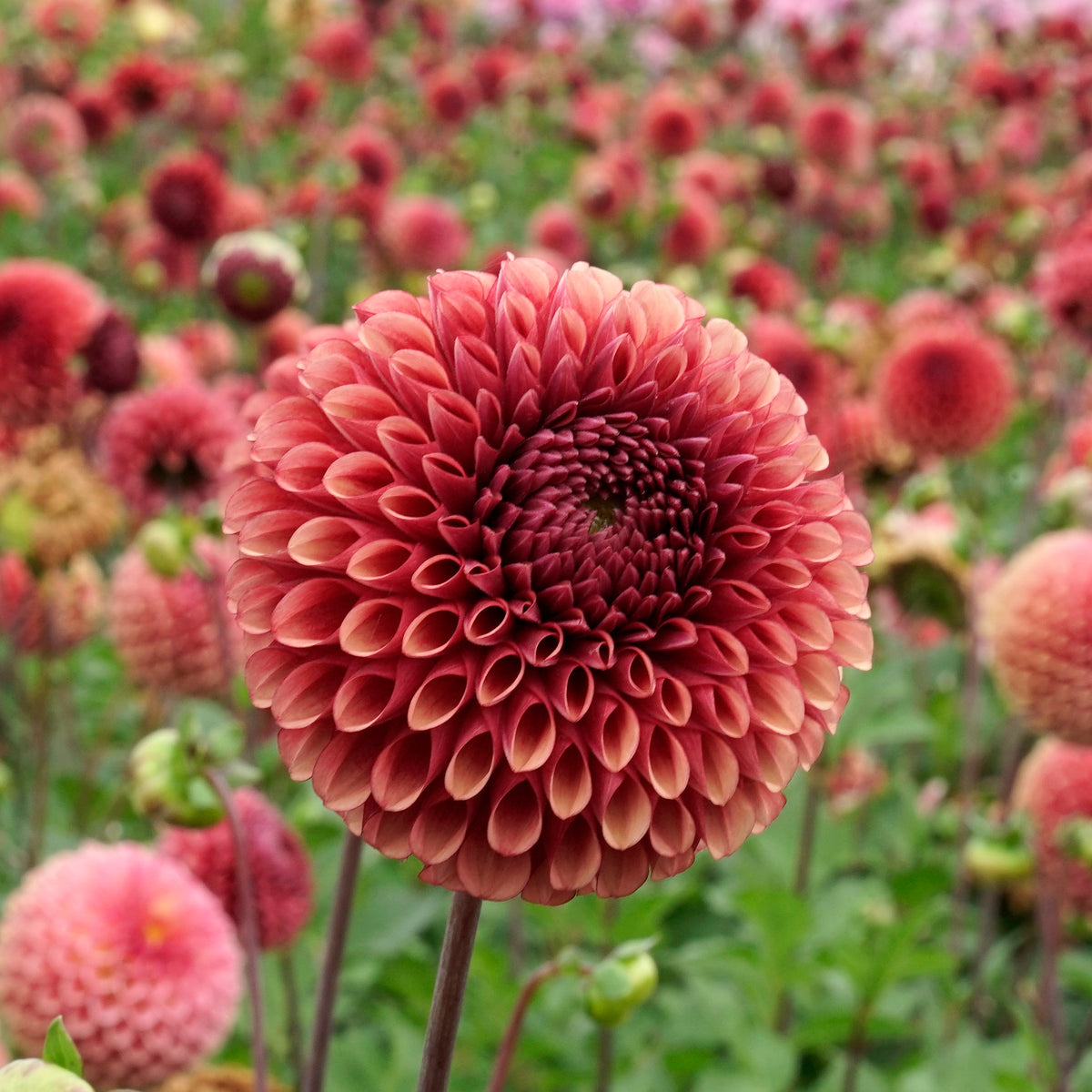Dahlia Copperboy