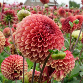 Dahlia Copperboy