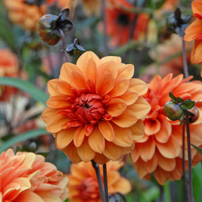 Dahlia David Howard