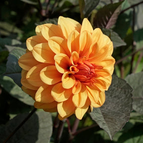 Dahlia David Howard