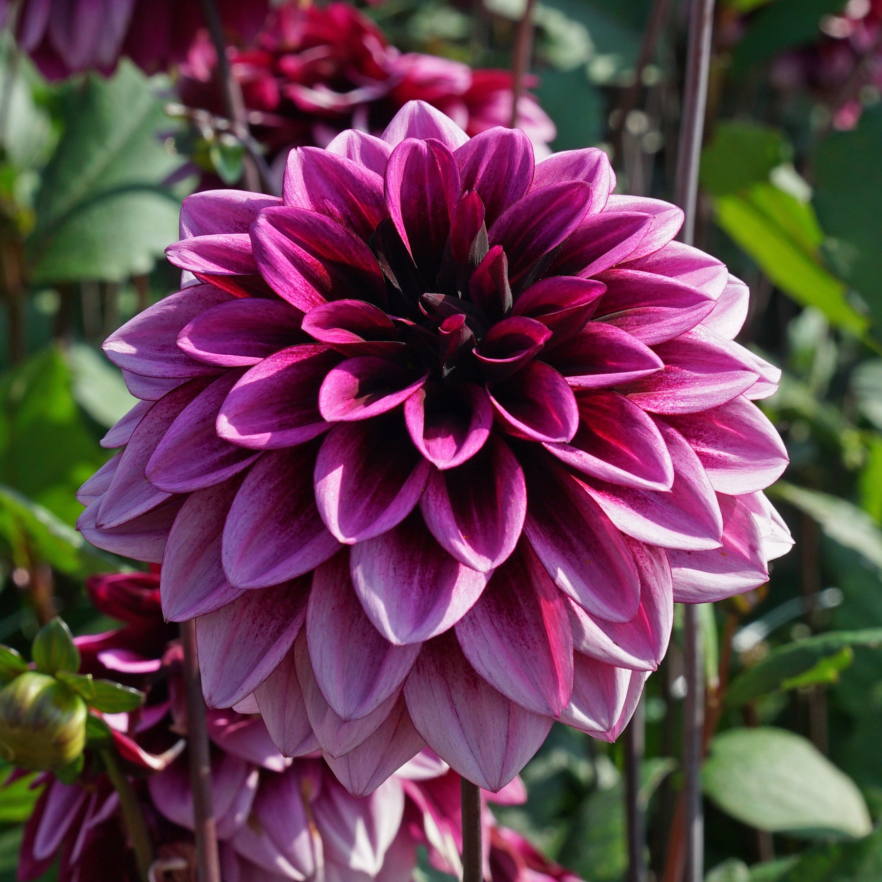 Dahlia Davina Michelle