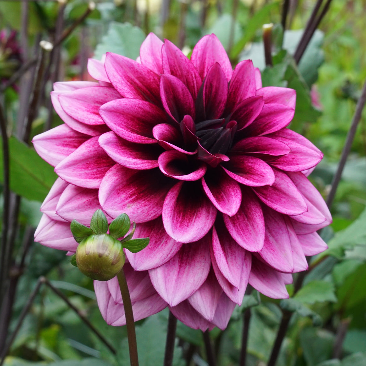 Dahlia Davina Michelle