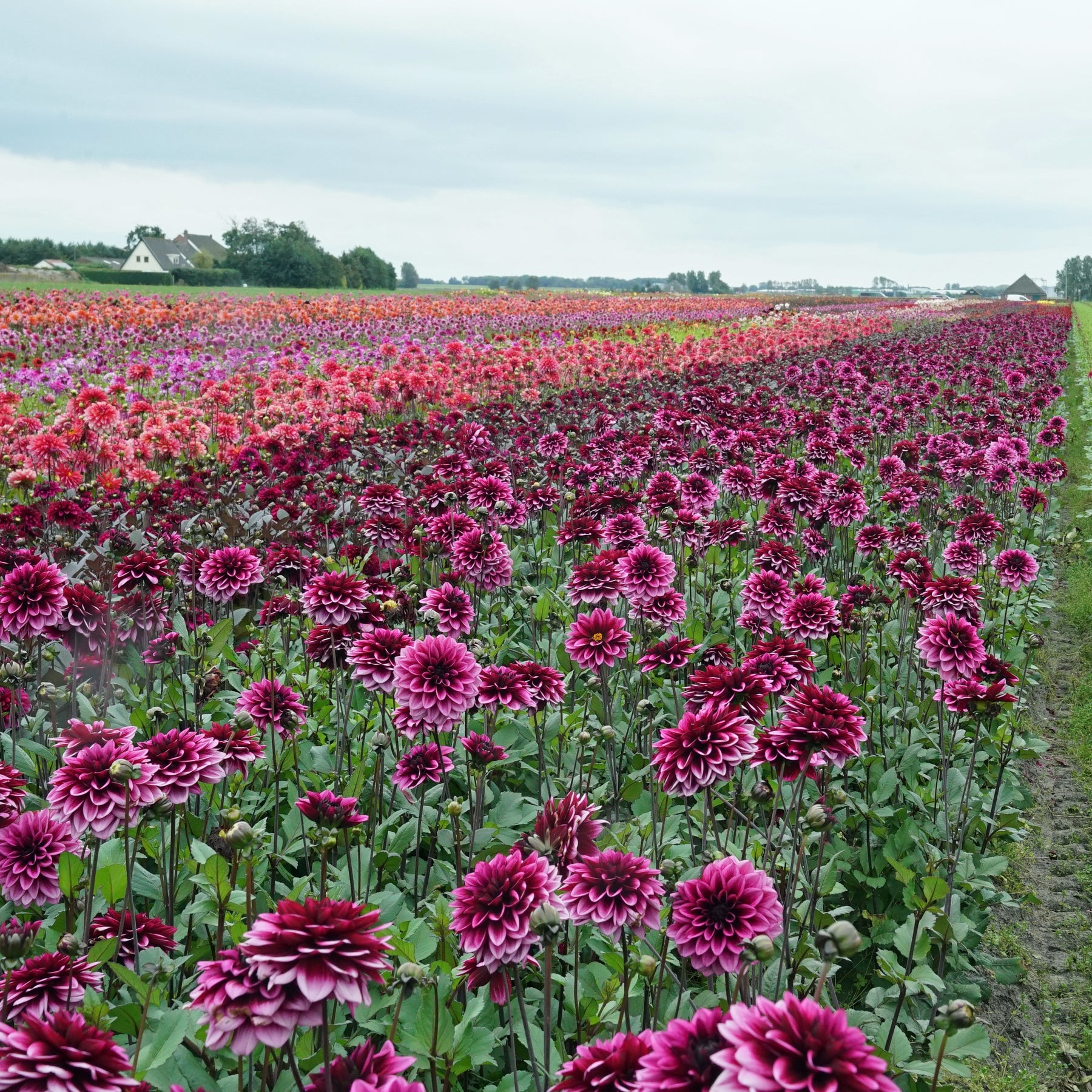 Dahlia Davina Michelle