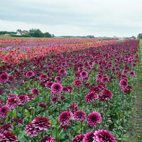Dahlia Davina Michelle