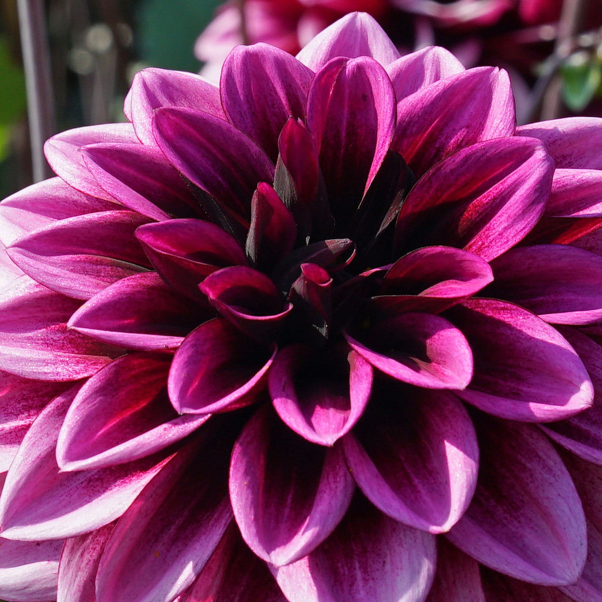 Dahlia Davina Michelle