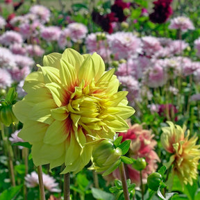 Dahlia Dazzling Sun