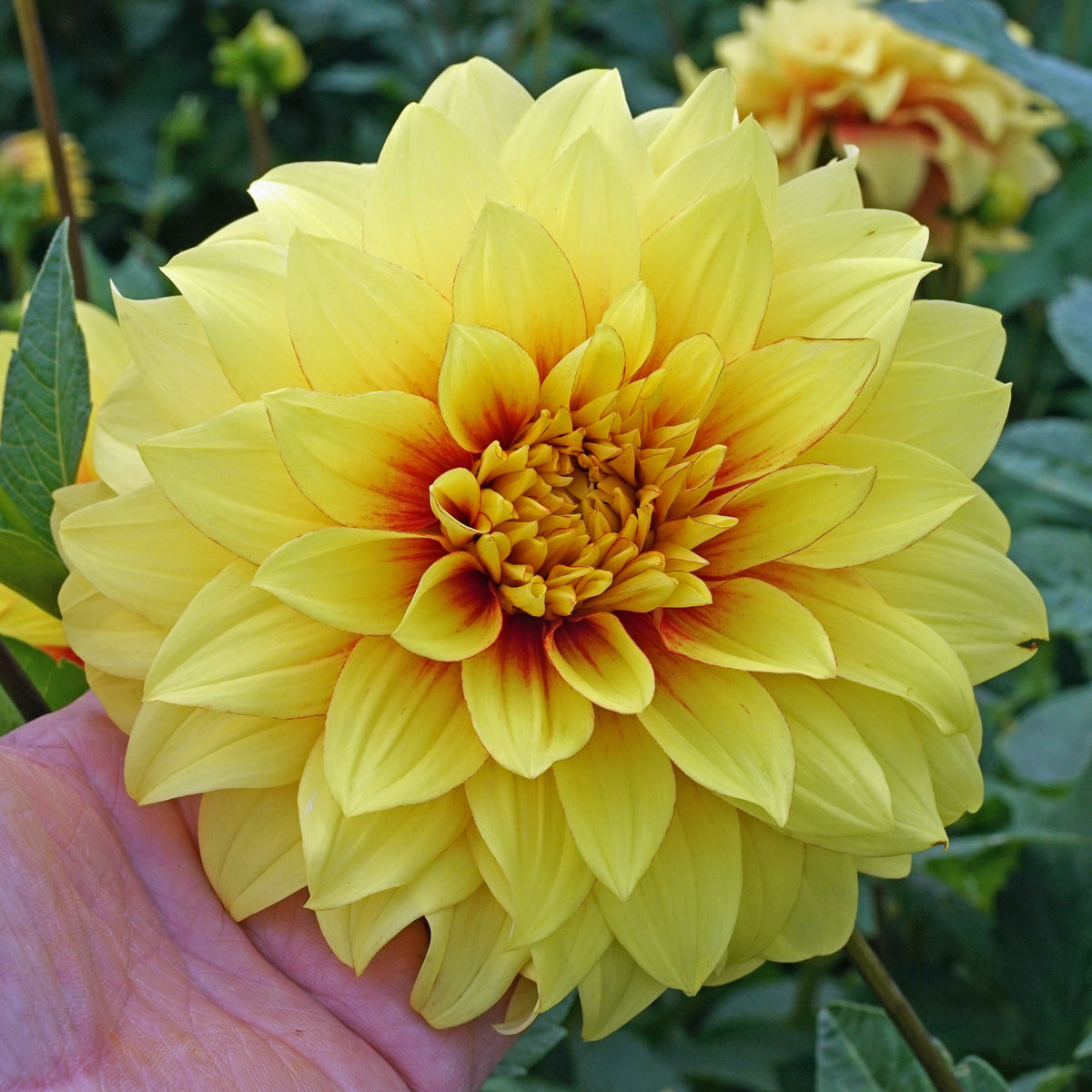 Dahlia Dazzling Sun