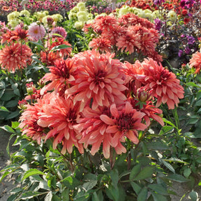 Dahlia Gallery Art Deco