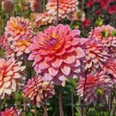 Dahlia Great Silence