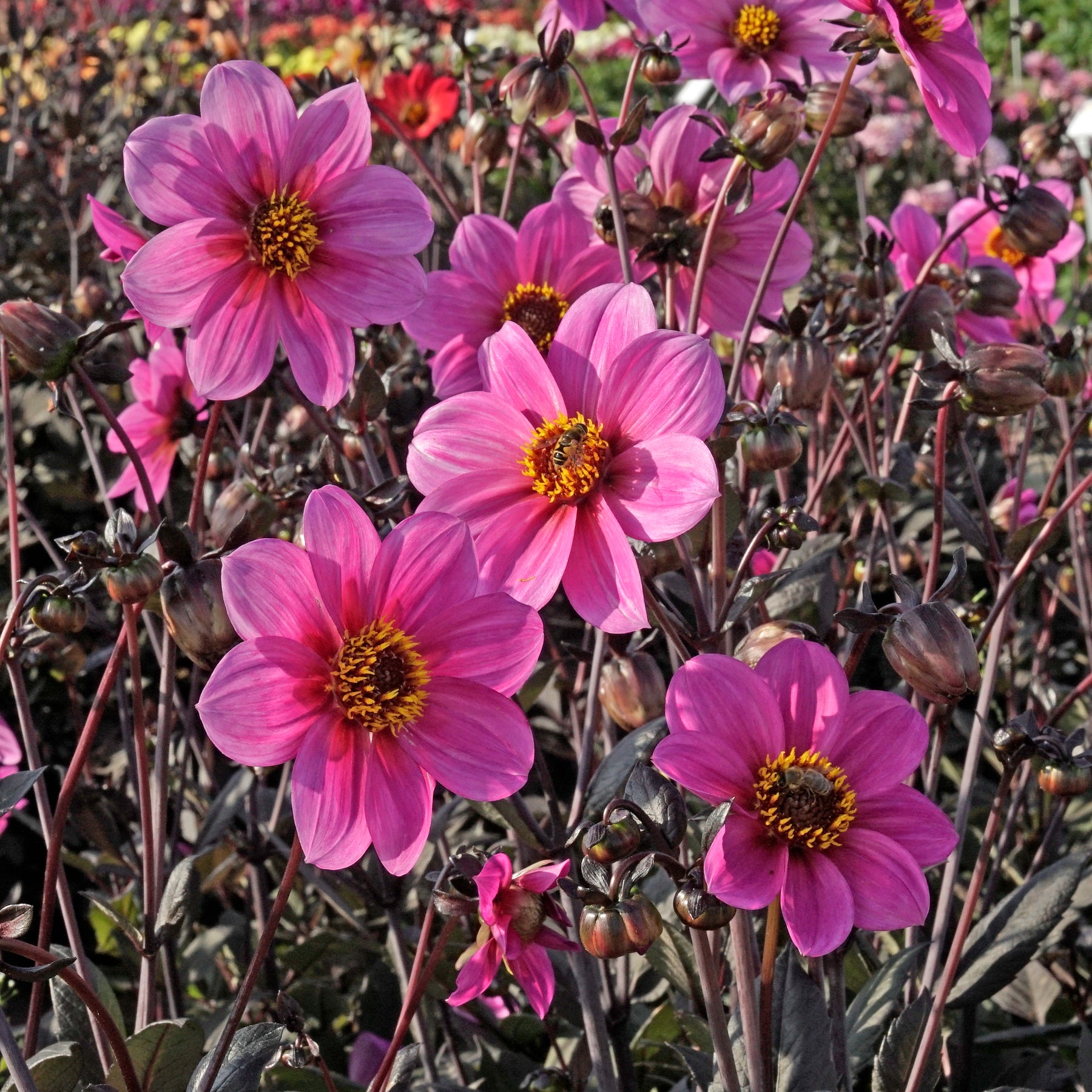 Dahlia Happy Single Juliet