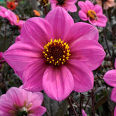 Dahlia Happy Single Juliet