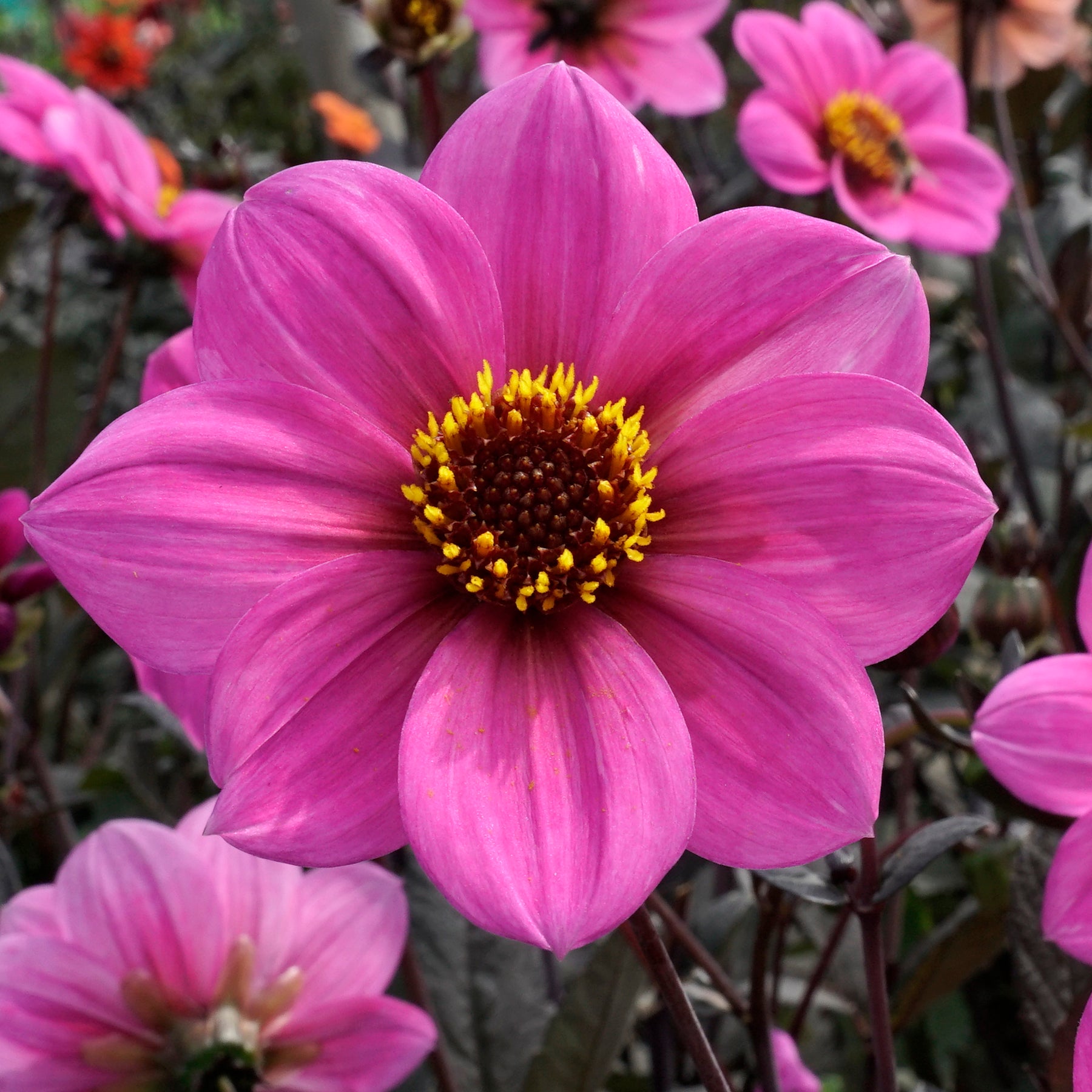 Dahlia Happy Single Juliet