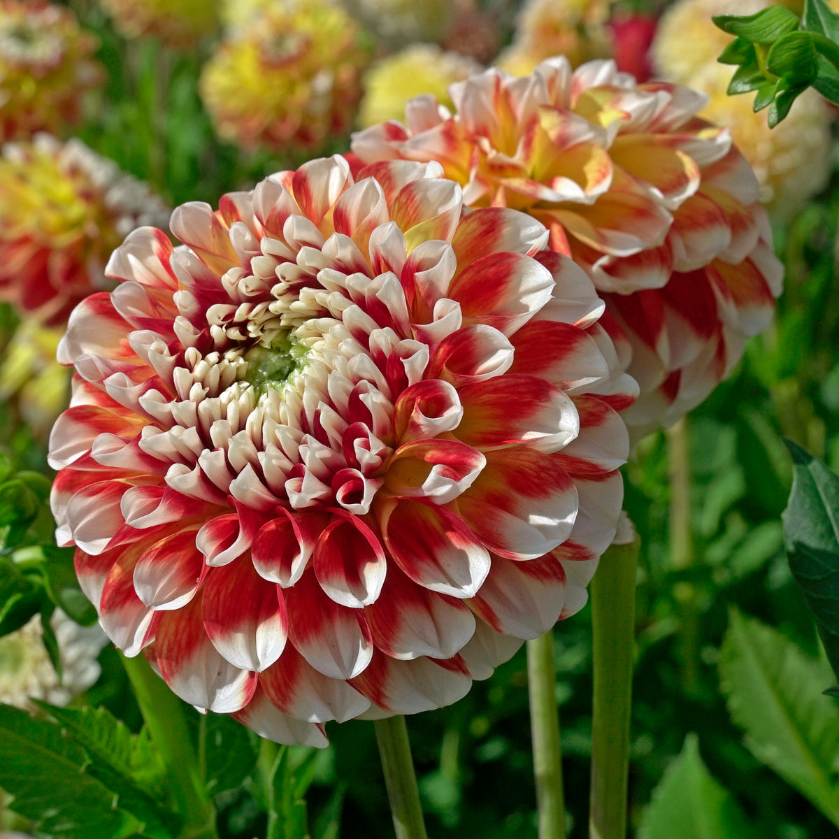 Dahlia Jowey Fantasy