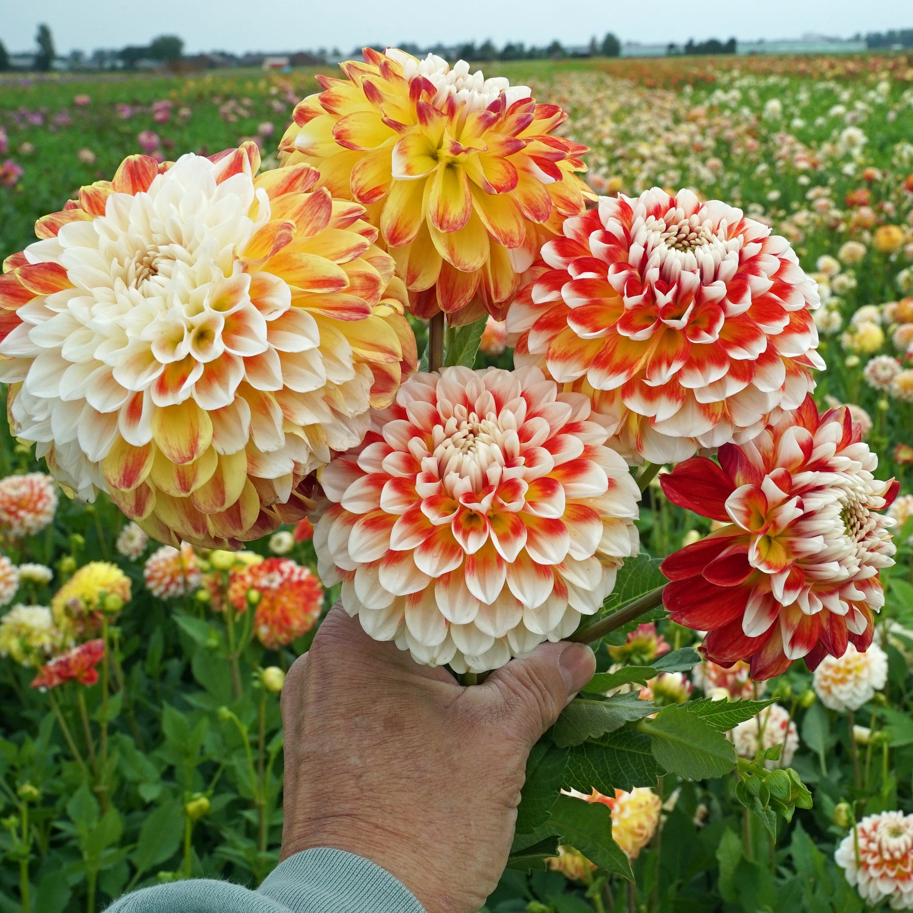 Dahlia Jowey Fantasy