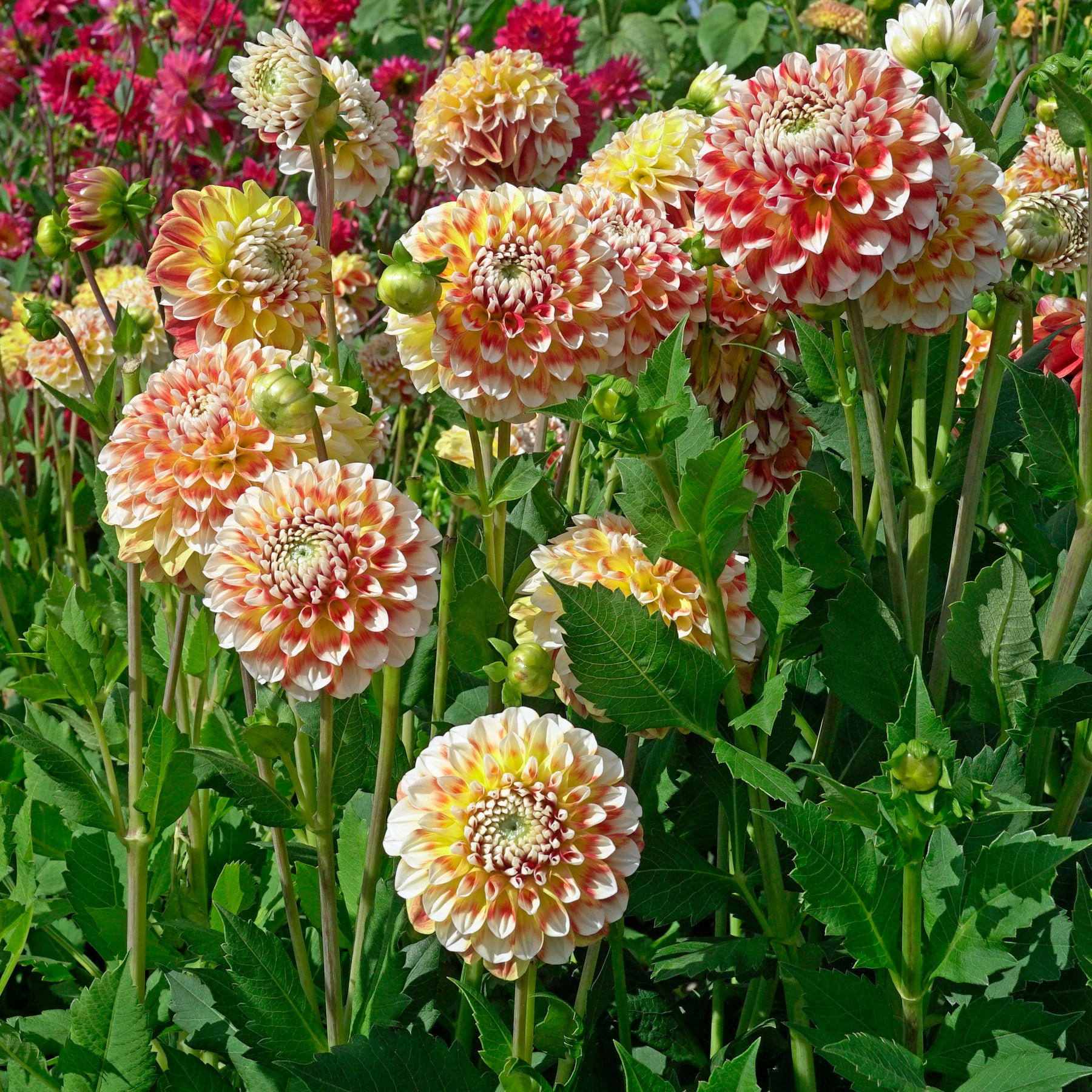 Dahlia Jowey Fantasy