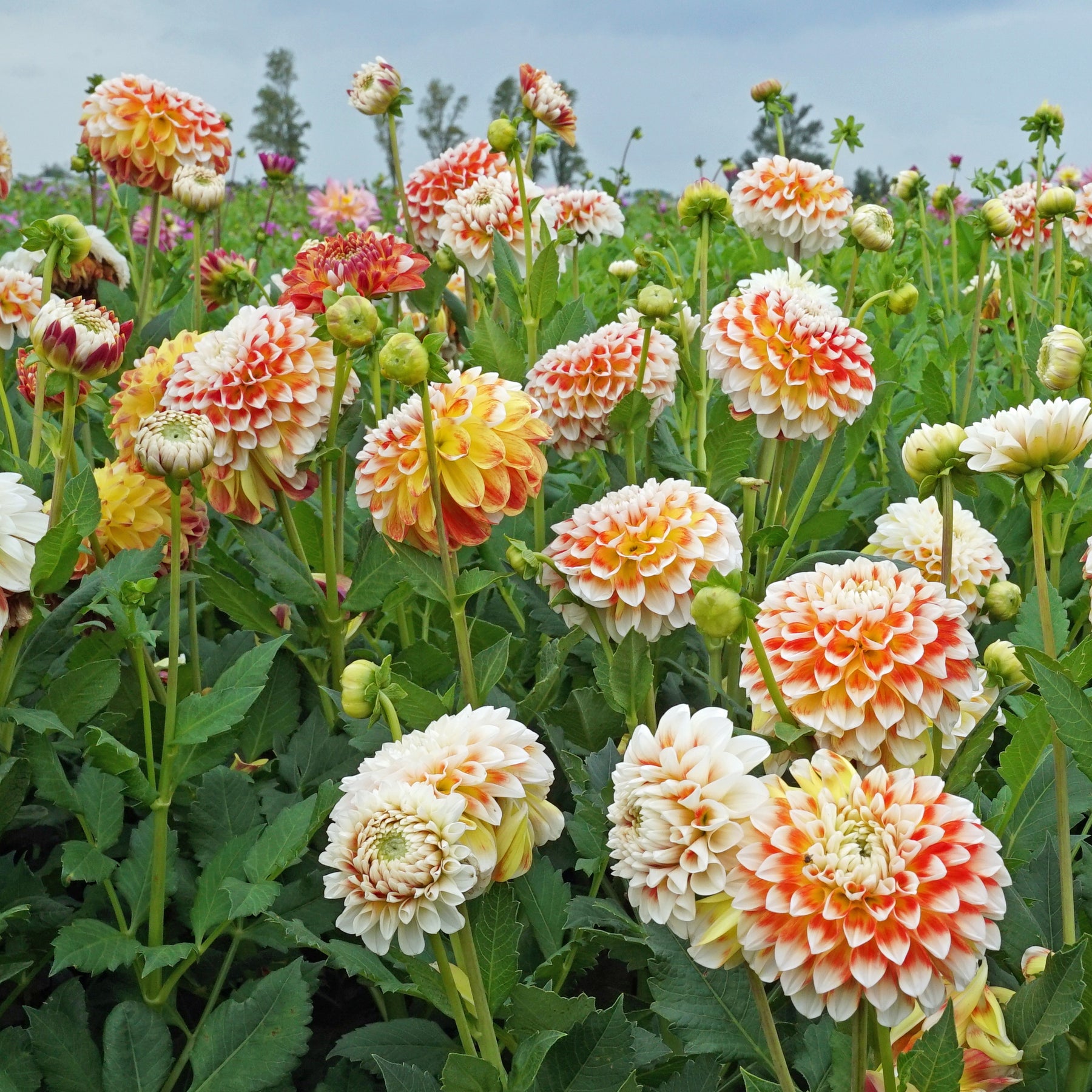 Dahlia Jowey Fantasy