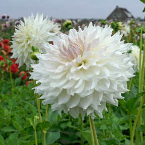Dahlia Ka's Cloud