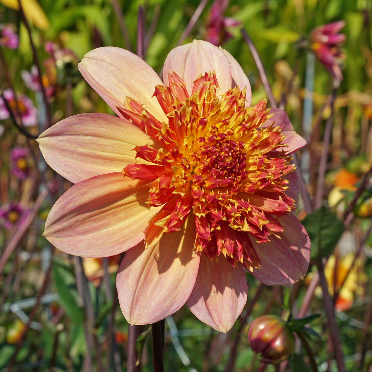 Dahlia Lava Glow