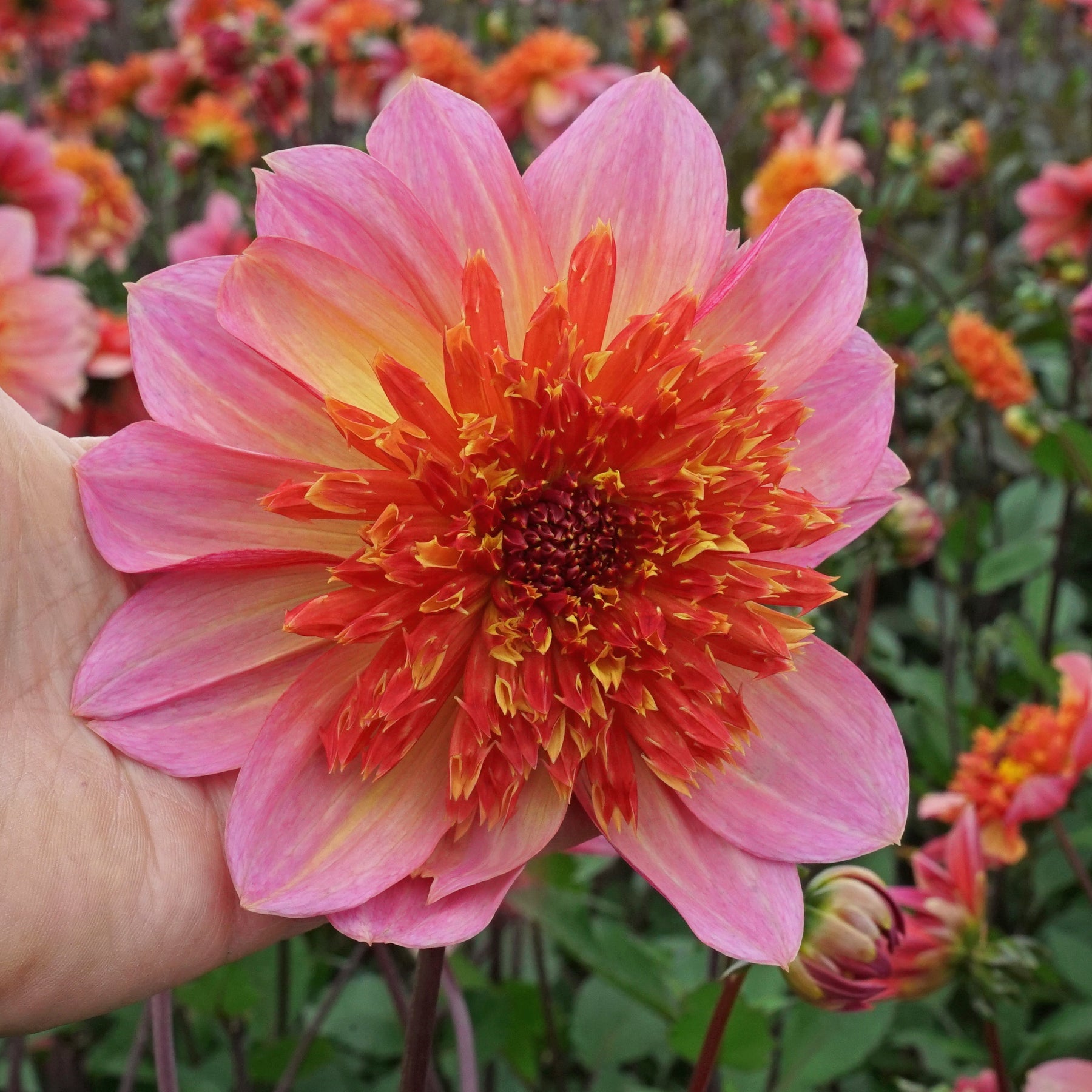 Dahlia Lava Glow