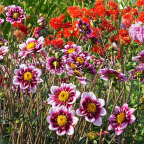 Dahlia Liquid Desire