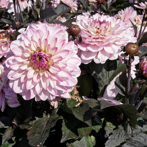 Dahlia Melody Harmony