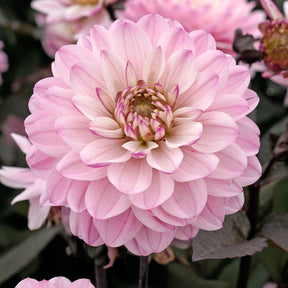 Dahlia Melody Harmony