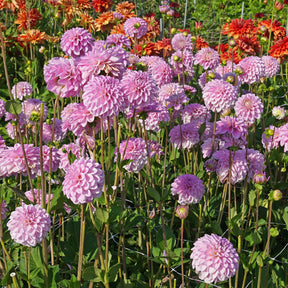 Dahlia Pink Pop