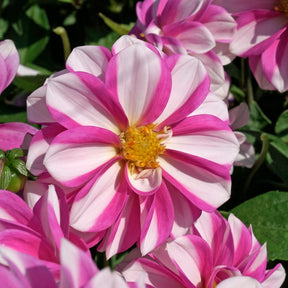 Dahlia Priceless Pink