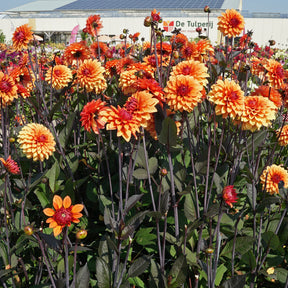Dahlia Statue of Orange