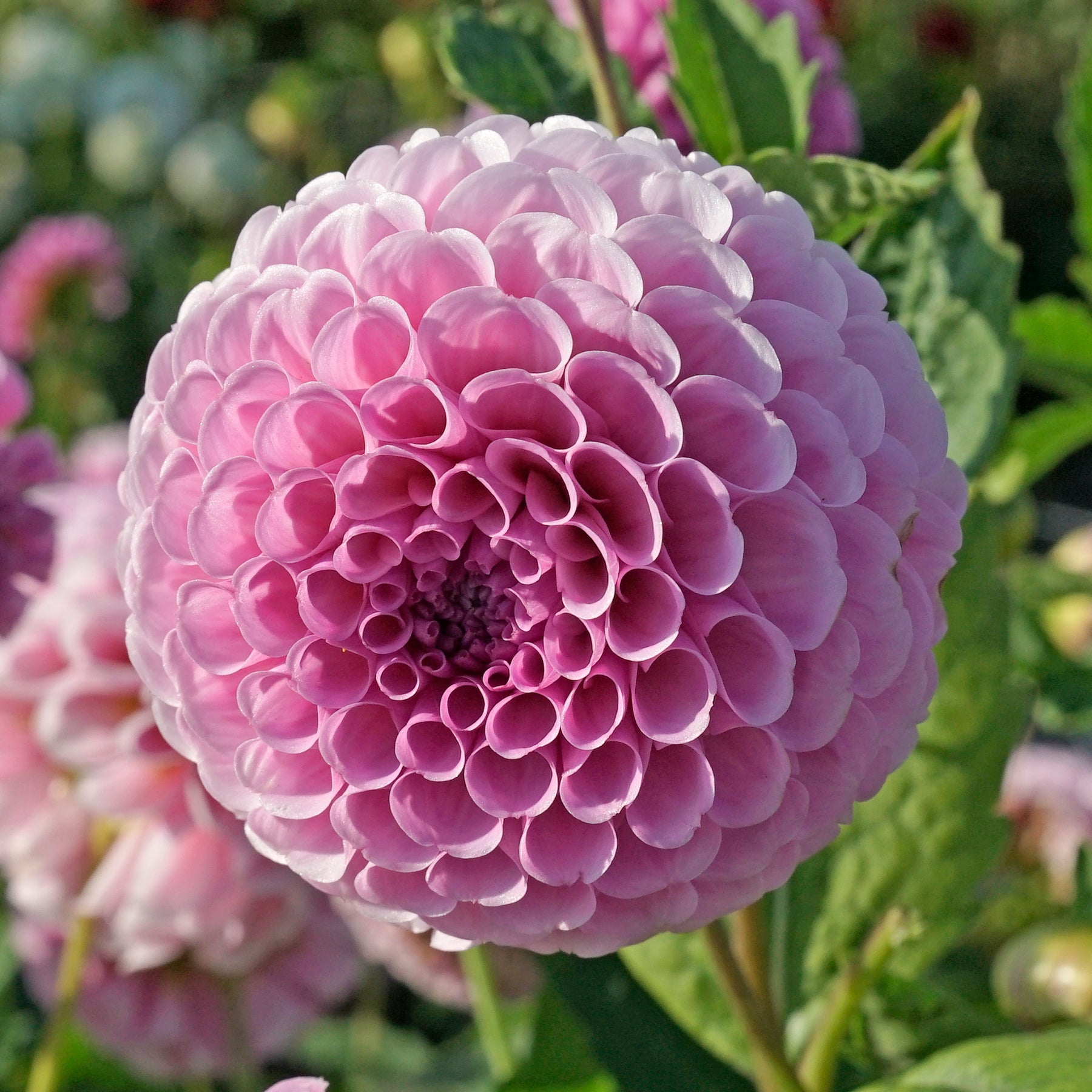 Dahlia Stolze von Berlin