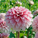 Dahlia Strawberry Cream