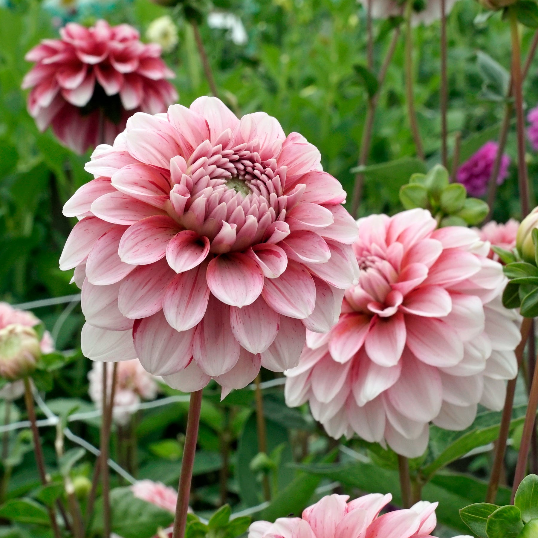 Dahlia Strawberry Cream