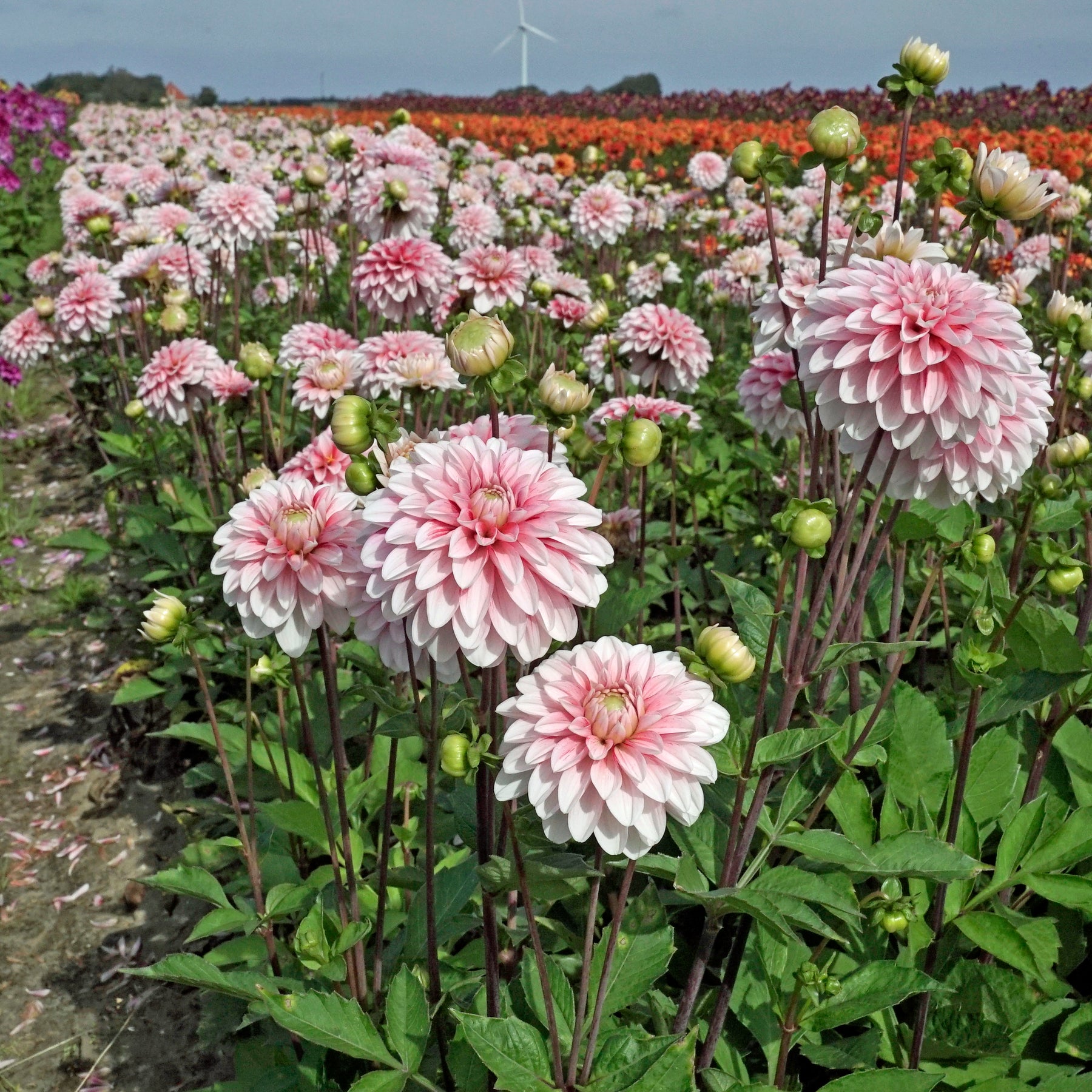 Dahlia Strawberry Cream