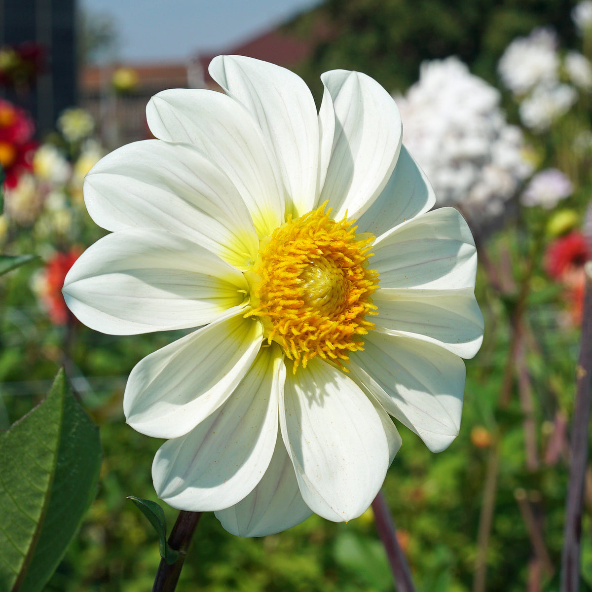 Dahlia White Emperor
