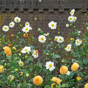 Dahlia White Emperor