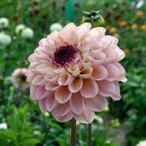 Dahlia Wine Eyed Jill