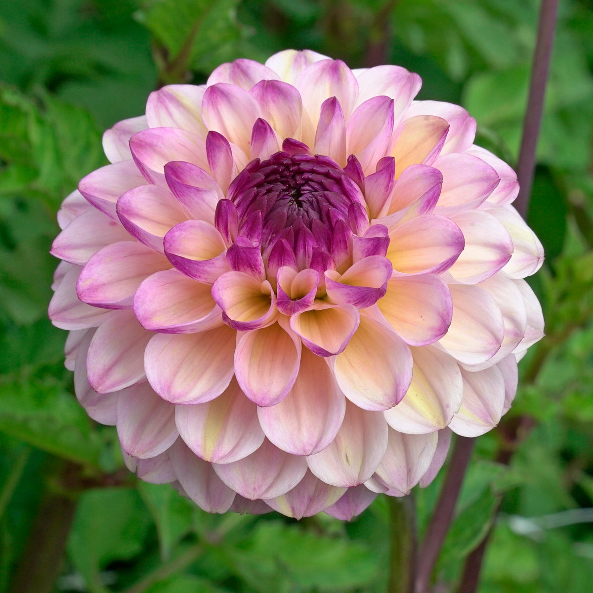 Dahlia Wine Eyed Jill
