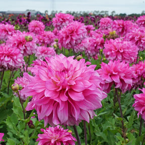 Dahlia Lizz Baaij